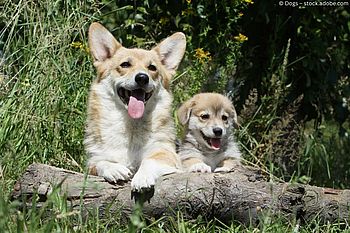 Die Corgis der Queen – Eine königliche Liebe auf vier Pfoten