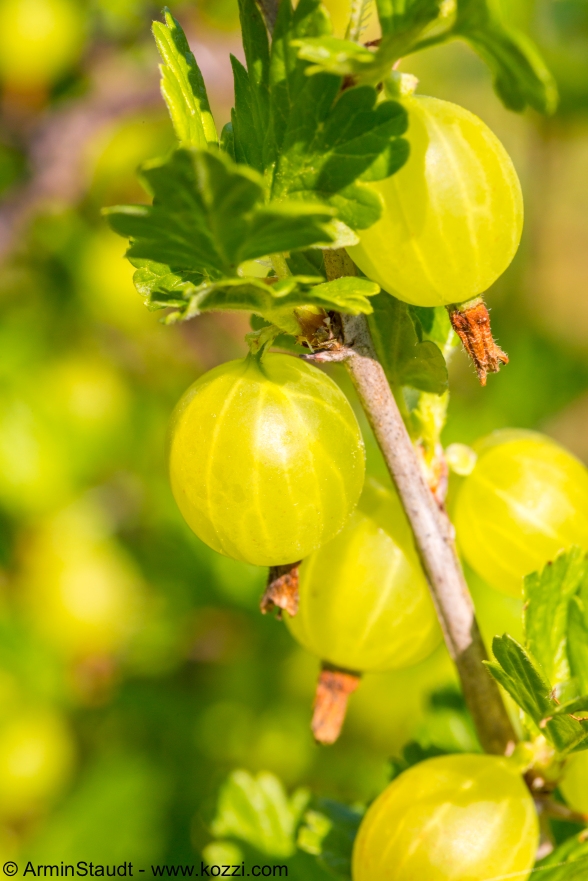 Leckere „Gänsebeeren“