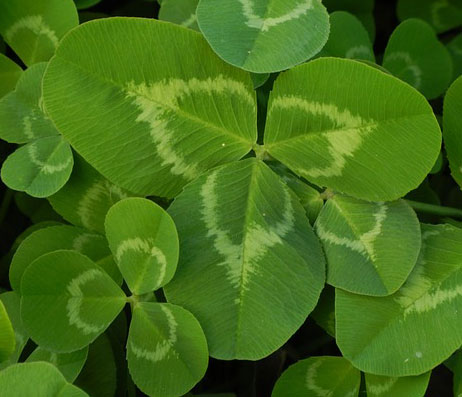 St. Patrick's Day: drei Blättchen und ein Feiertag