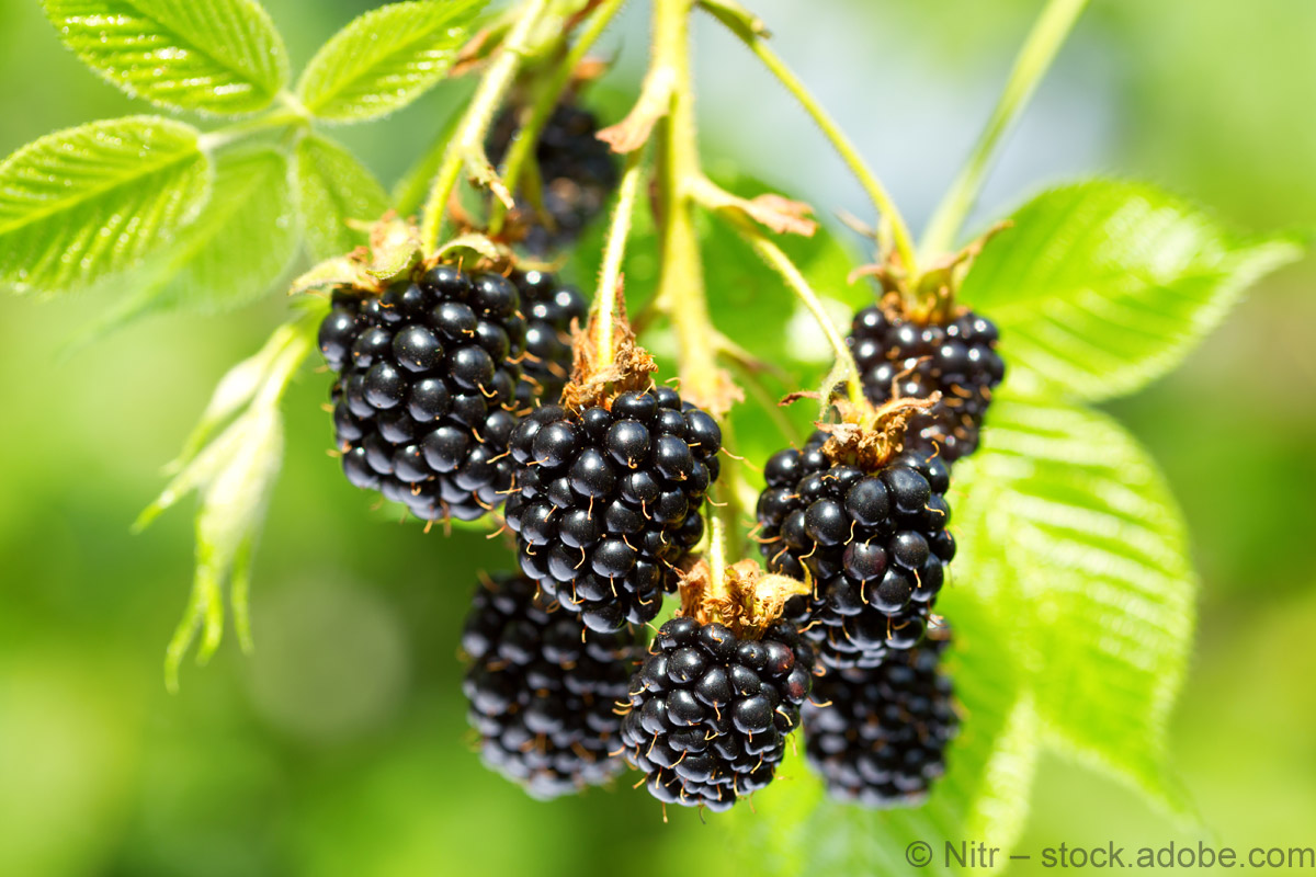 Michaelmas Day: Ab jetzt keine Brombeeren mehr essen! 