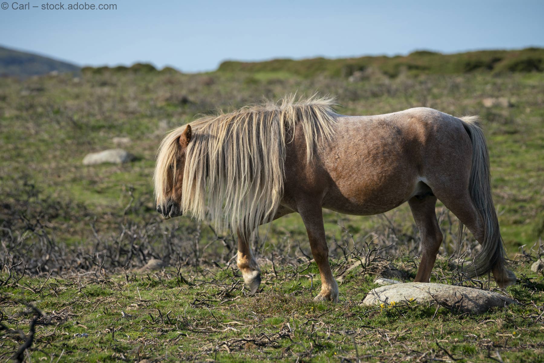 (Fast) wild und frei wie der Wind: Ponyherden in Großbritannien