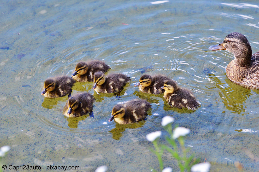 Tierischer Nachwuchs im Frühling