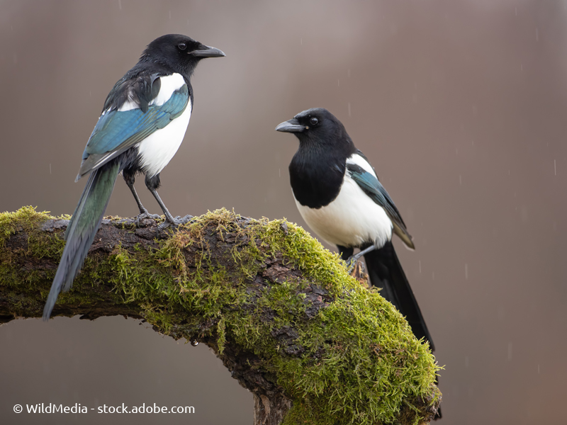 „One for sorrow, two for joy“: Elstern und der Aberglaube  