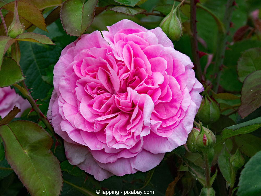 Gertrude Jekyll: Künstlerin, Gärtnerin, Handwerkerin