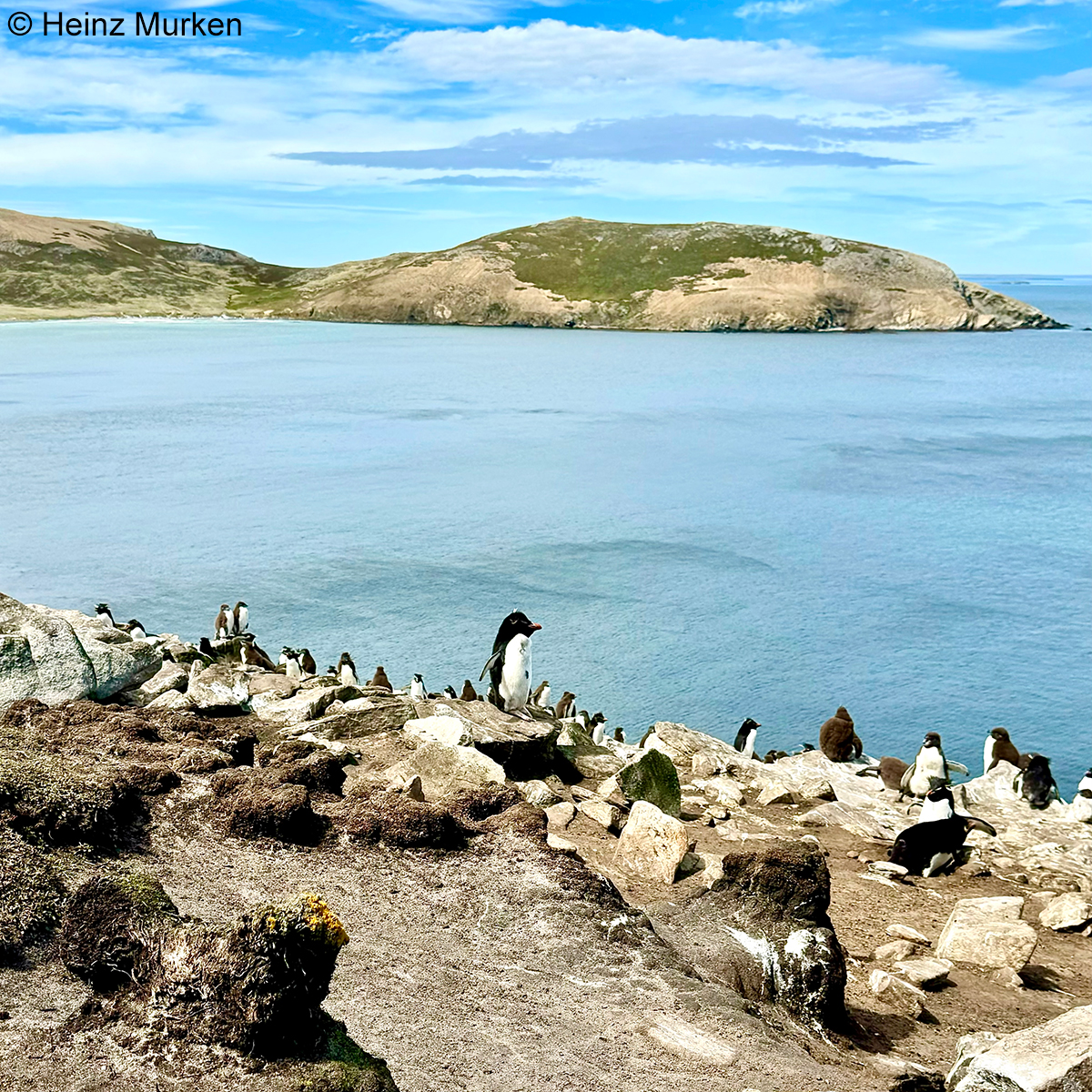 Pinguine auf den Falklandinseln