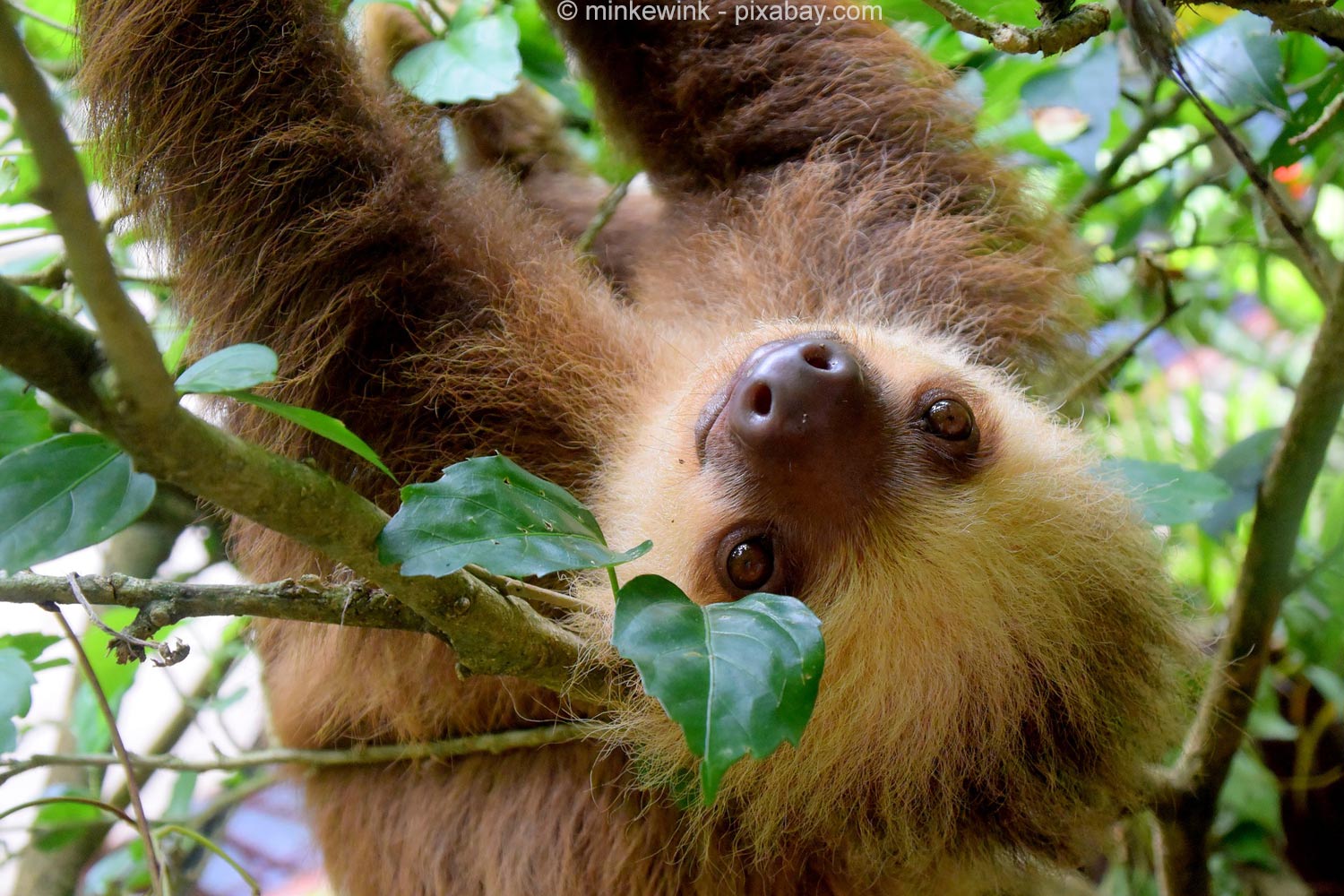 International Sloth Day – nicht nur für Faultiere