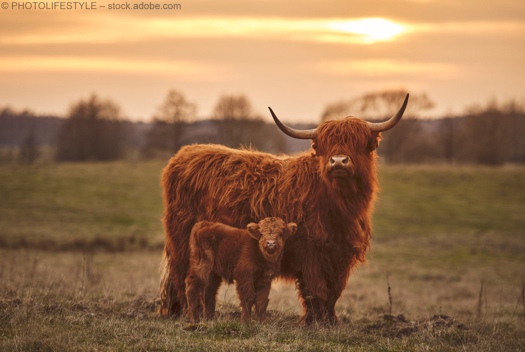 Rotschopf mit Sturmfrisur: die „Highland coo“