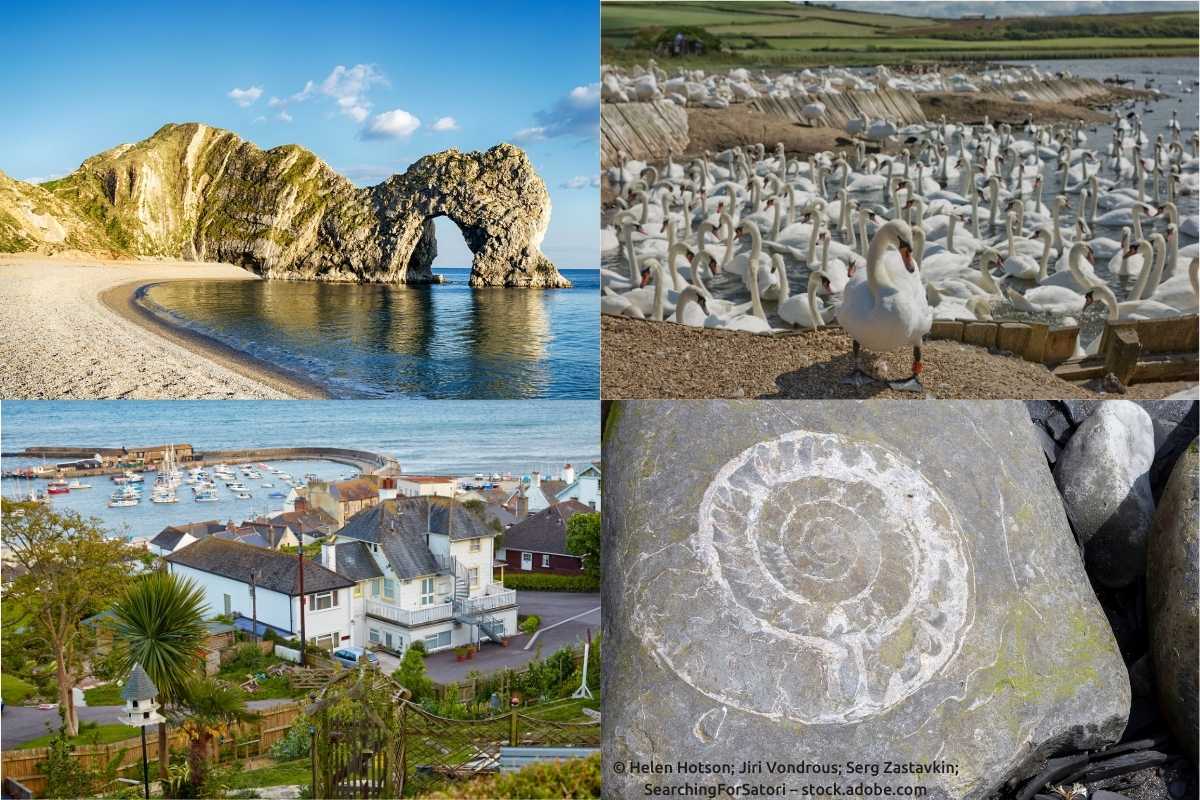 Bildercollage mit folgenden Abbildungen: Kreidefelsformation Durdle Door, Schwäne in der Abbotsbury Swannery, Kleinstadt Lyme Regis, Fossilien an der Jurassic Coast Bildercollage mit folgenden Abbildungen: Kreidefelsformation Durdle Door, Schwäne in der Abbotsbury Swannery, Kleinstadt Lyme Regis, Fossilien an der Jurassic Coast