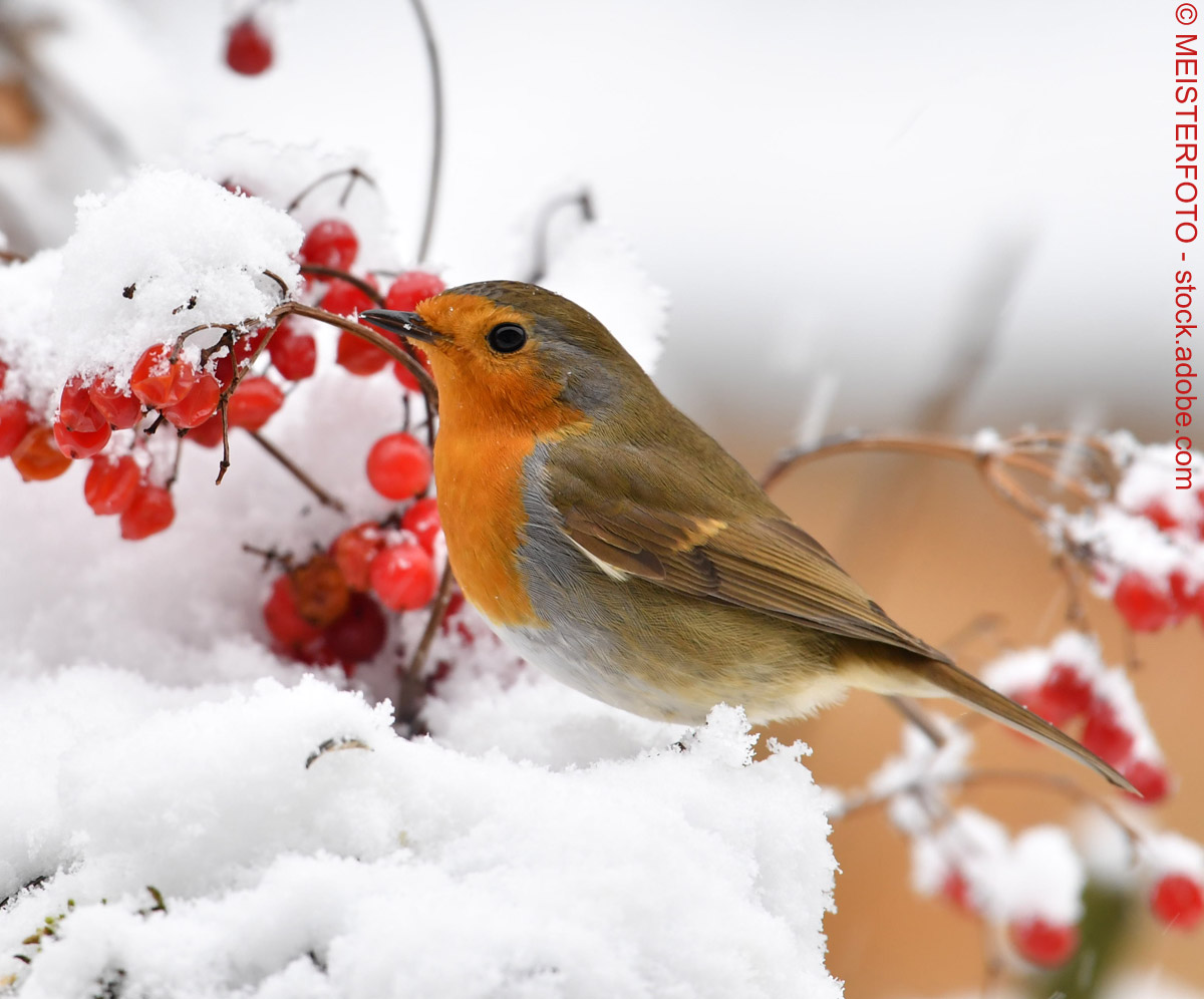 Rotkehlchen: niedlicher Weihnachtsbote